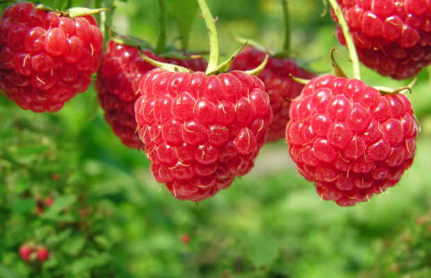Raspberry Ketone και κόκκινα σμέουρα